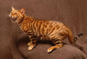 � �������� ����� ���������� � �����